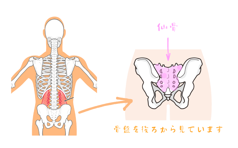 仙骨の位置